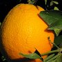 Orange d'Agadir